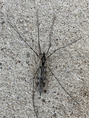 Tipula abdominalis