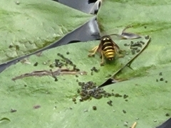 Vespula vidua