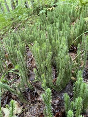 Lycopodiaceae