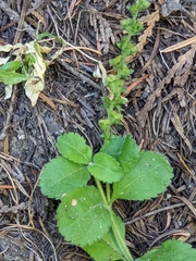 Veronica officinalis