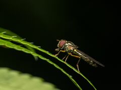 Platycheirus