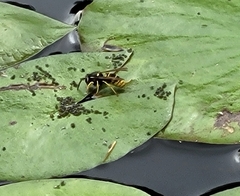 Vespula vidua