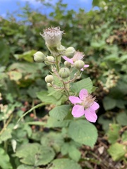 Rubus fruticosus