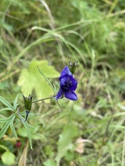 Aconitum delphiniifolium