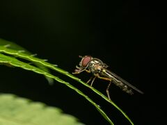 Platycheirus