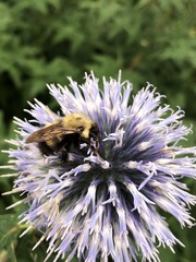 Bombus perplexus