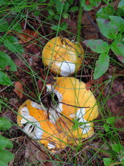 Russula claroflava