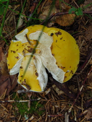 Russula claroflava