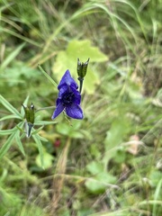 Aconitum delphiniifolium