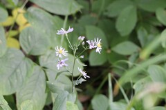Symphyotrichum ciliolatum
