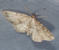 Melanolophia canadaria