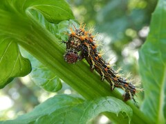 Polygonia