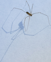 Pholcus opilionoides