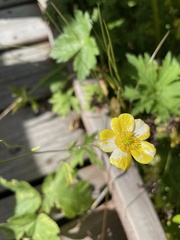 Ranunculus acris