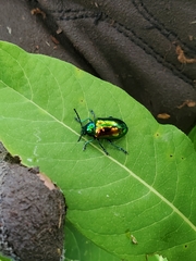 Chrysochus auratus