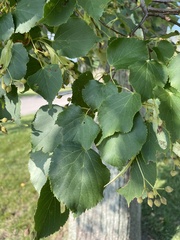 Tilia
