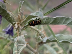 Hippodamia convergens