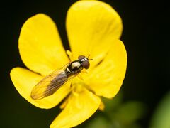 Melanostoma mellinum