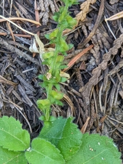 Veronica officinalis