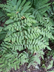 Osmunda spectabilis