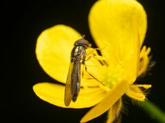 Melanostoma mellinum