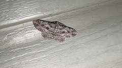 Iridopsis defectaria