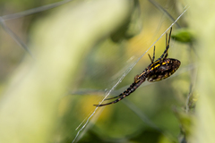 Argiope trifasciata