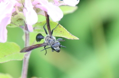 Isodontia
