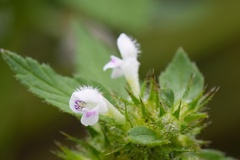 Galeopsis