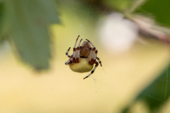 Araneus trifolium