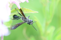 Isodontia