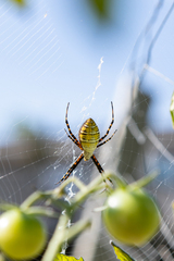 Argiope trifasciata