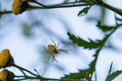 Araniella displicata