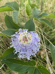 Passiflora incarnata