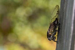 Neotibicen canicularis
