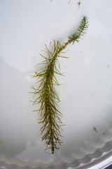 Hippuris vulgaris