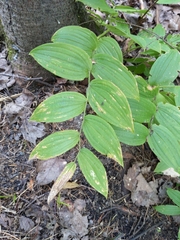 Streptopus lanceolatus