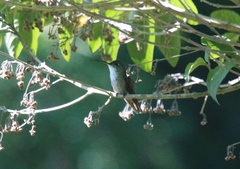 Saucerottia cyanocephala