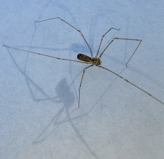 Pholcus opilionoides