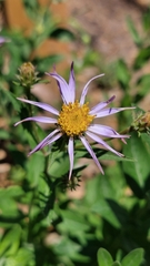 Asteraceae