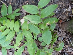 Streptopus lanceolatus