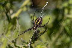 Argiope trifasciata