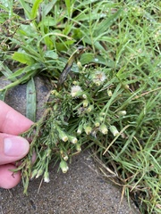 Erigeron