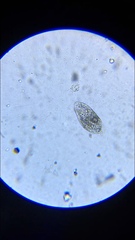 Hypotrichia
