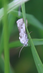 Ponometia candefacta