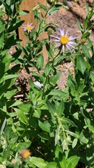 Asteraceae