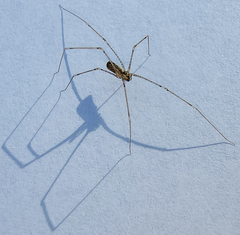 Pholcus opilionoides