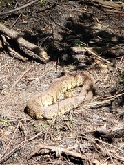 Agkistrodon piscivorus