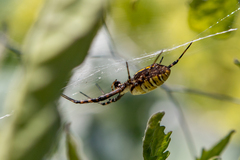 Argiope trifasciata