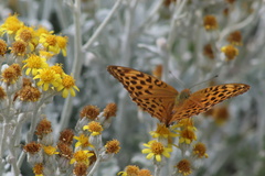 Argynnis paphia